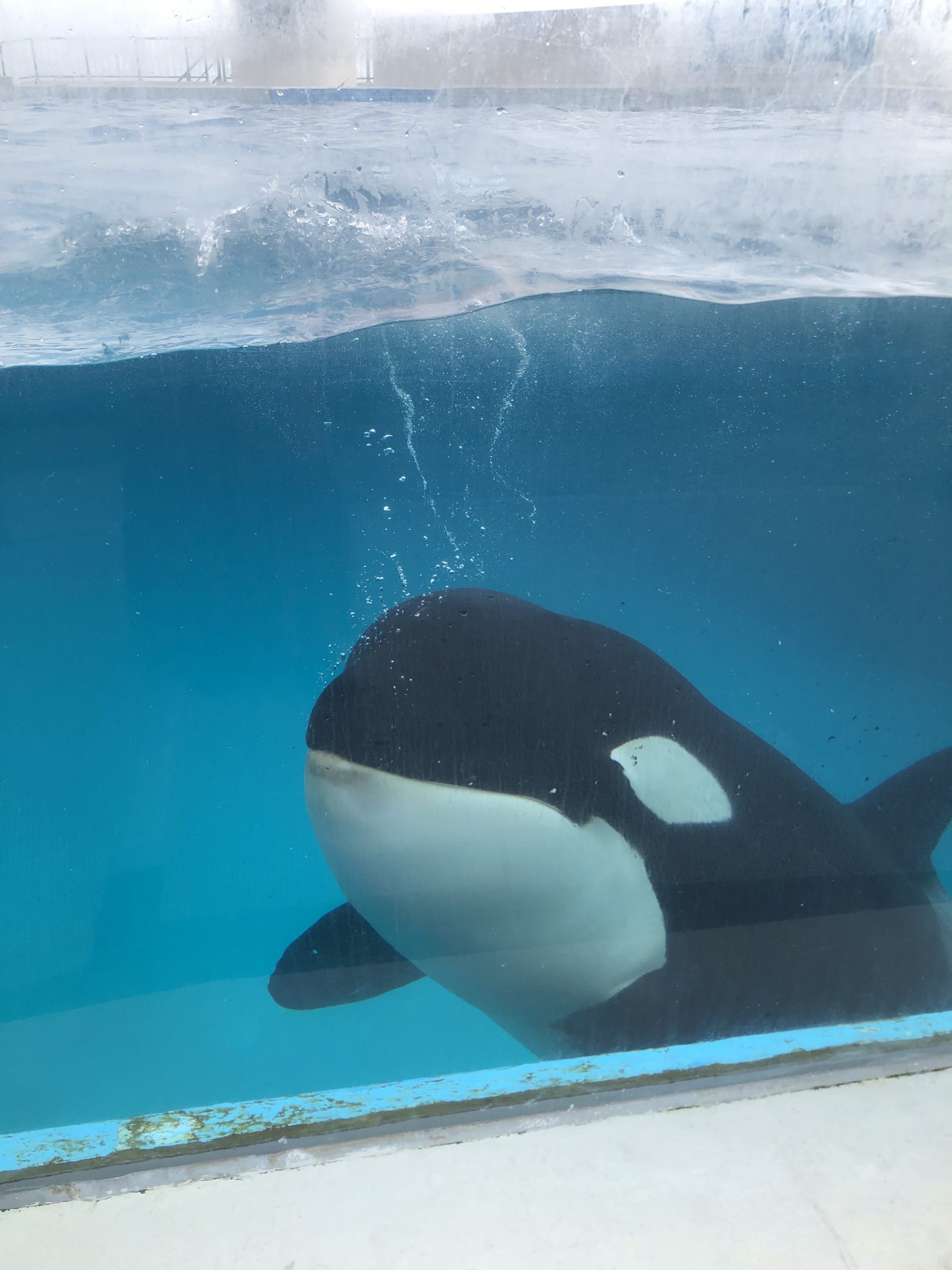 鴨川シーワールド シャチさんこんにちわ Heloo Killer Whale